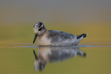 Red Phalarope