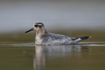 Red Phalarope