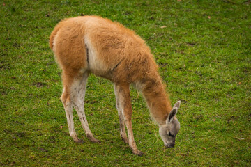 Llama on green grass in autumn day