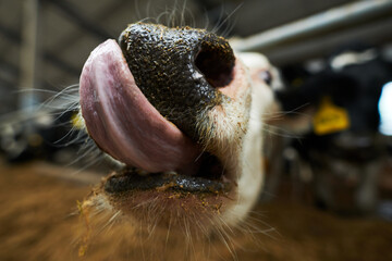 Selective focus on front part of muzzle of purebread dairy cow licking nose while eating fresh fodder from feeder in cowshed of cattle farm