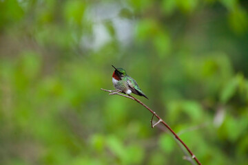 Ruby-throated hummingbird on a branch