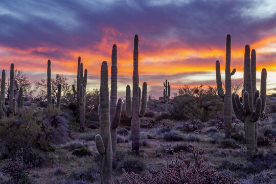 Sunrise Desert Landscape With Stand Of Saguaro Cactus © Ray Redstone