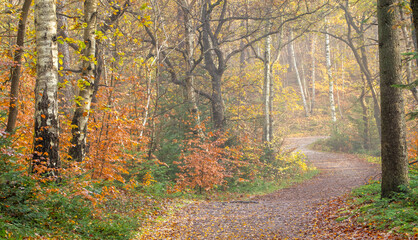 orange and yellow path