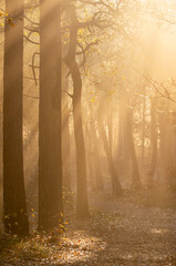 forestfloor spotlight