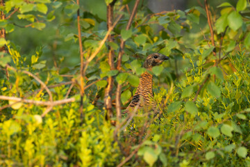 A close-up of watchful female Western capercaillie behind leaves on an early summer morning near Kuusamo, Northern Finland