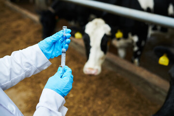 Above angle of gloved hands of healthcare worker in labcoat filling in syringe with new vaccine before vaccination of dairy cows in cattle farm