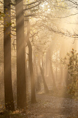 morninglight in the forest