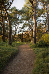 Fototapeta premium path in the woods