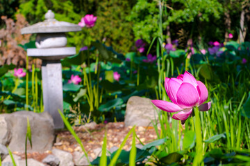 Flower of Indian or sacred lotus in summer