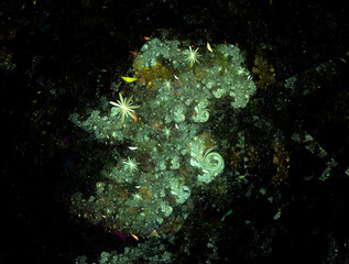 Fototapeta premium Imaginatory fractal abstract background Image