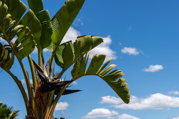 Giant Bird of Paradise Plant