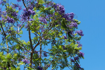 Jacaranda Tree