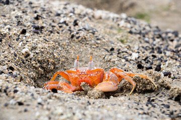 Close-up of red shore crab with pointed eyes in the sand on the Pacific Ocean of Peru, South America