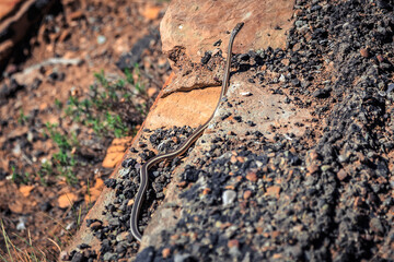 Desert Striped Whipsnake, Mesa Verde National Park, Colorado