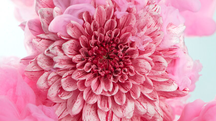 Beautiful pink chrysanthemum flower with flowing liquid, underwater, close-up