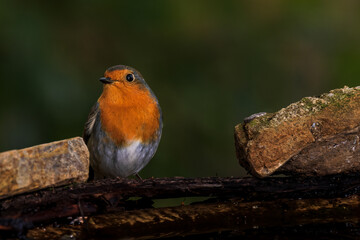 European robin (Erithacus rubecula).
