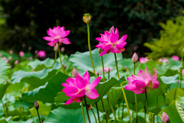 Fototapeta premium Flower of Indian or sacred lotus in summer