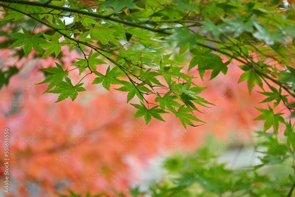 Poster Scenery of autumn leaves in Japan. Seasonal background material.