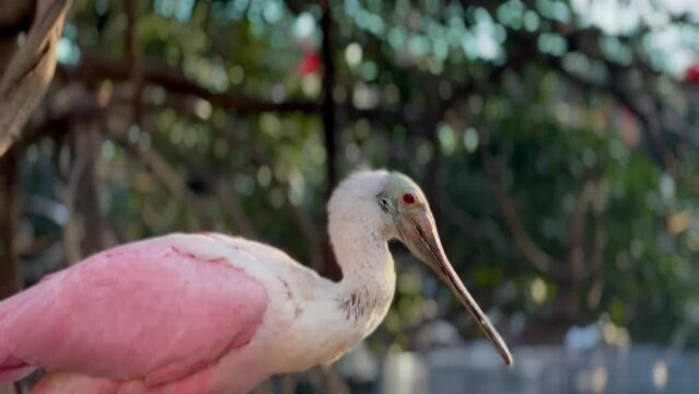 The pink spoonbill sits on a tree and straightens its wings. Oceanarium Valencia (Ajaja ajaja) Oceanarium Valencia