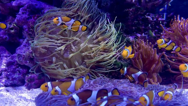 Ocellaris clownfish (Amphiprion ocellaris), also known as the false percula clownfish or common clownfish is swimming underwater in the Oceanarium Valencia