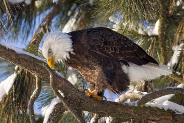 Bald eagle on branch looking down.