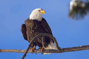Bald eagle perched on a branch against a blue sky.