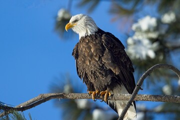 Perched bald eagle looking for food.