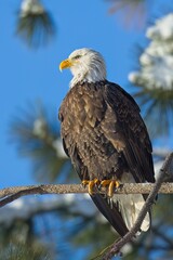 Portraiture of an american bald eagle.