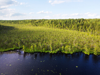 Lake water and green forest trees, aerial view. Summer landscape, beautiful nature, sunny day
