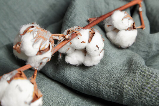 Cotton plant with white flowers on grey-green cloth backdrop