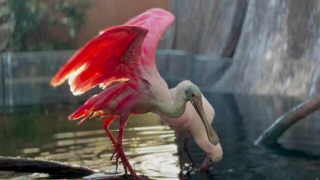 The rose spoonbill sits in the water spreading its wings and drinking. Aquarium of Valencia.