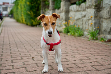 Cite active dog walking at city street. Jack Russell terrier portrait