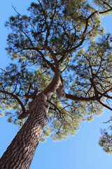pine tree in france