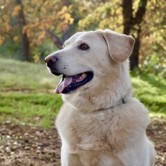 Portrait of a Dog, man's best friend, Chow, Labrador Retriever Mix, Chow Lab, Chow Chow, Chabrador, Lab Chow