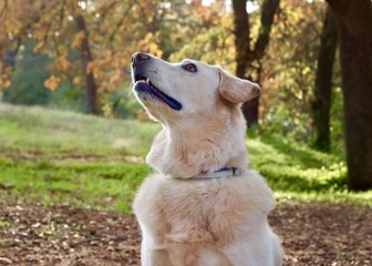 Portrait of a Dog, man's best friend, Chow, Labrador Retriever Mix, Chow Lab, Chow Chow, Chabrador, Lab Chow