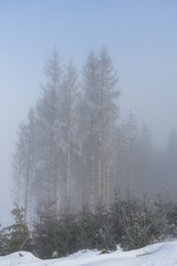 Trees with snow near the german village called Hallenberg
