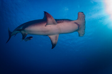 Great Hammerhead