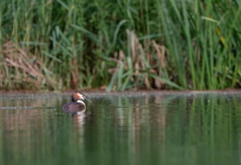 Great crested grebe in a beautiful lake with nest