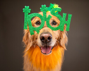 Portrait of a Golden retriever wearing novelty Irish glasses for St Patrick's Day