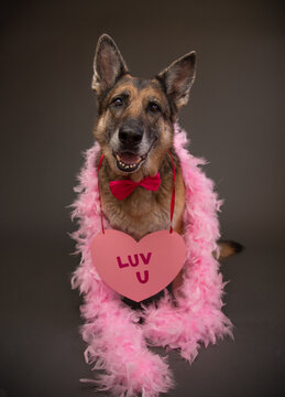 Portrait of a german shepherd wearing a bow tie, pink feather boa and a heart shaped  sign saying luv u