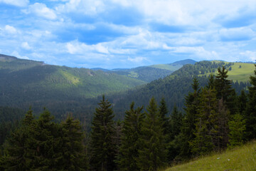 Fototapeta na wymiar Pine and fir tree forest in Apuseni Mountains, Padis, Bihor County, Romania