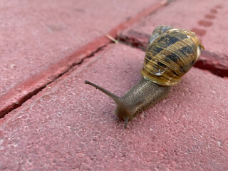 A small snail with a shell and antennae crawls along the road from pink paving slabs. Close view