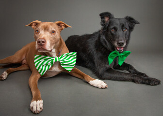 Portrait of a brown bull terrier and black shepherd mix lying on the floor wearing bow ties