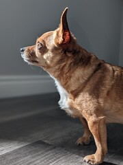 chihuahua dog sitting on the floor