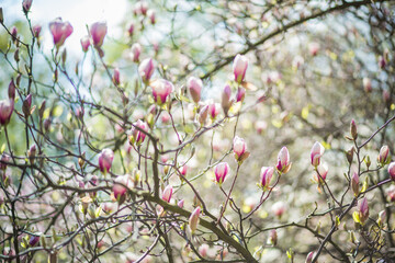 Branches of pink magnolia. Beautiful spring flowers on branches. beautiful floral background from natural plants
