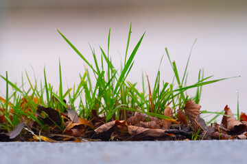 Green grass and brown leaves on the side of a road.