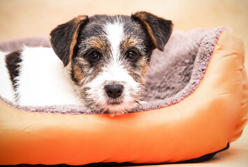 jack russell dog in a warm bed