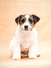 dog breed jack russell looking in the studio