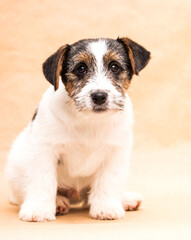 dog breed jack russell looking in the studio