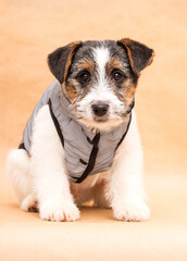 dog breed jack russell in a vest in the studio